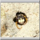 Philanthus triangulum - Bienenwolf 004.jpg